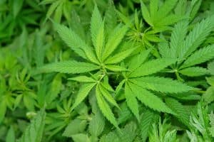 planta grande de marihuana