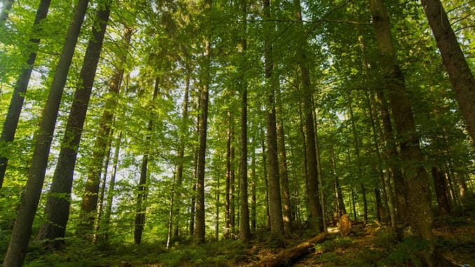 Consejos para cuidar los bosques