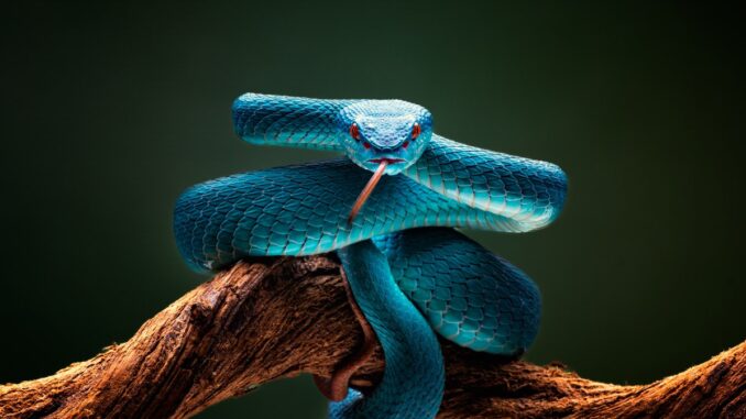 Serpiente azul