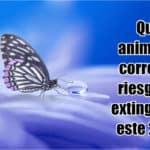 pequena-mariposa-posada-bebiendo-de-una-gota-de-agua