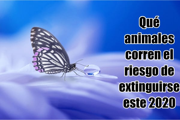 pequena-mariposa-posada-bebiendo-de-una-gota-de-agua