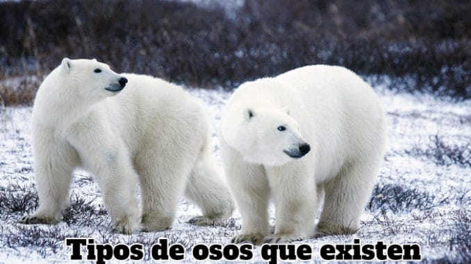 dos-osos-polares-de-color-blanco