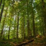 Consejos para cuidar los bosques