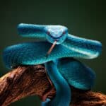 Serpiente azul