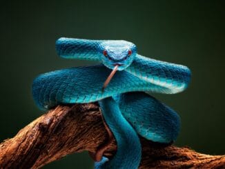 Serpiente azul
