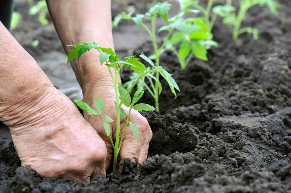 ¿Cómo hacer un huerto ecológico?