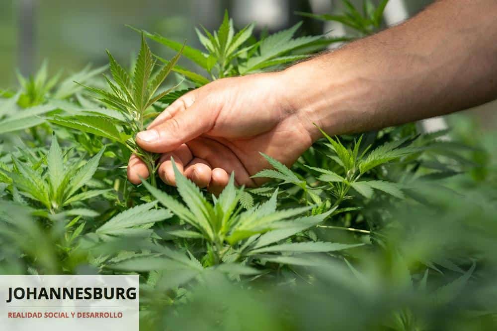 Top 5 Grow Shops online