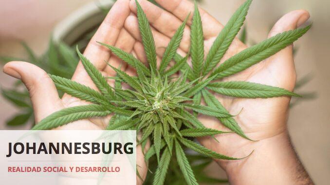 Los componentes de la marihuana: ¿Cuáles son legales y cuáles no?