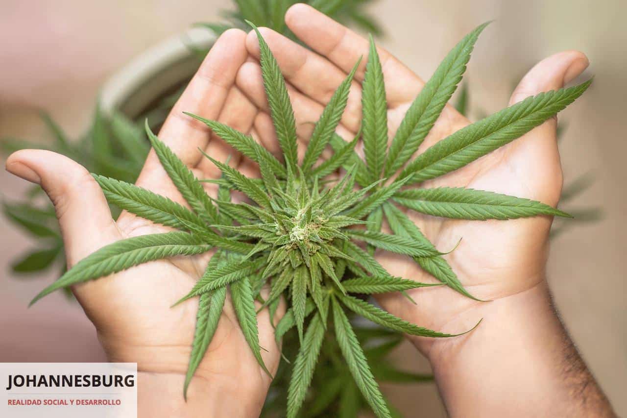 Los componentes de la marihuana: ¿Cuáles son legales y cuáles no?