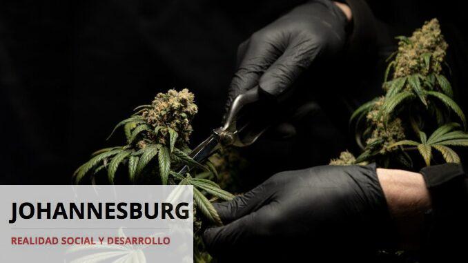 person in black leather gloves holding green plant