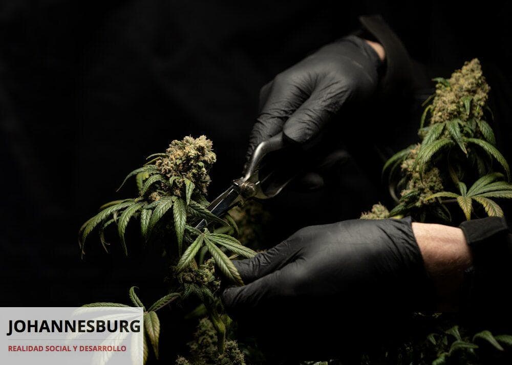 person in black leather gloves holding green plant