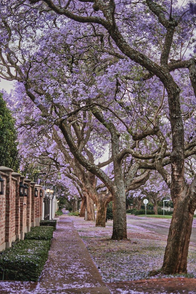 Calle con jacarandas en flor de color lila