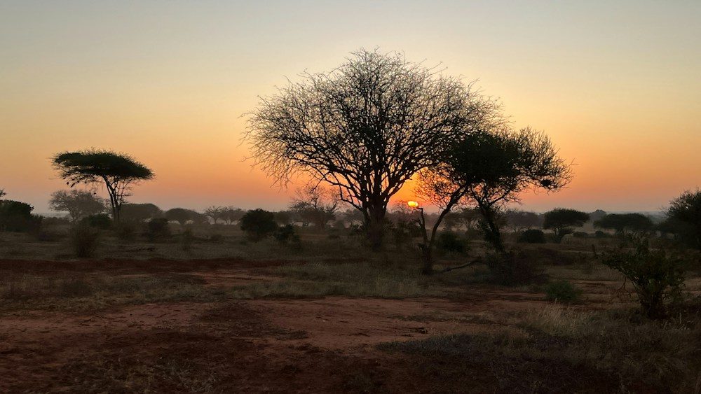 Acacia en la sabana africana al amanecer